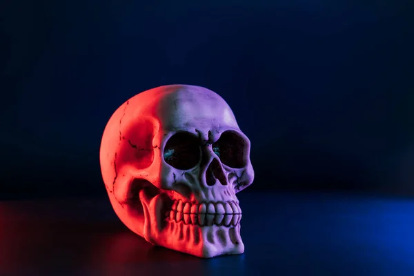 Side view of model of the human skull in neon red and blue lights on the dark background. Concept of terror, physiology learning and drawing. Halloween decor concept. Selective focus, copy space.