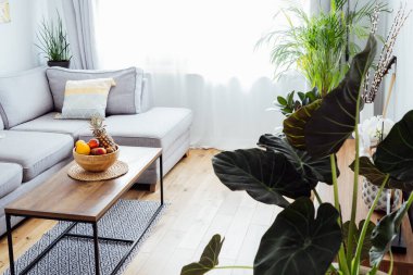 Açık uzay oturma odasının şık ve modern İskandinav iç mimarisi kahve masasında meyveler, gri kanepe ve bir sürü yeşil bitki bulunan bambu kasesi. Biyofili. Açık alan ev iç tasarımı.