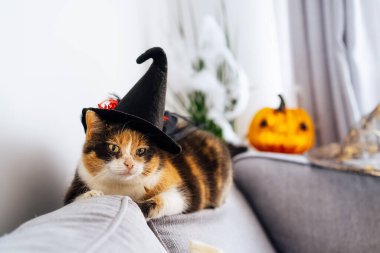 Multicolored cat lying on the gray couch in witch hat with decorative Halloween Jack o lantern pumpkin on the background. Autumn, fall holidays home decoration. Halloween animals. Selective focus