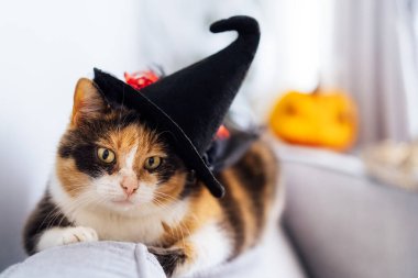 Multicolored cat lying on the gray couch in witch hat with decorative Halloween Jack o lantern pumpkin on the background. Autumn, fall holidays home decoration. Halloween animals. Selective focus.