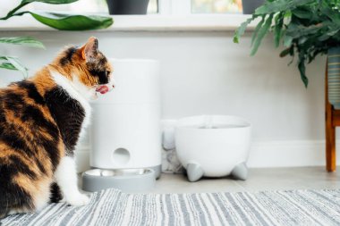 Pleased, just fed multicolor cat lying near smart feeder gadget with water fountain and dry food dispenser in cozy home interior. Home life with pet. Healthy pet food diet concept. Selective focus