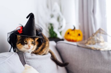 Multicolored cat with a suspicious look sits on a gray sofa in a witchs hat with Jacks Halloween pumpkin in the background. Autumn fall holidays home decoration. Halloween animals. Selective focus