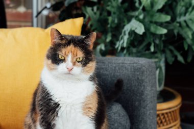 Portrait of pleased but serious, well-fed, lazy multicolor cat sitting on the couch and having a rest at home. Funny fluffy cat in cozy home atmosphere. Selective focus, copy space.