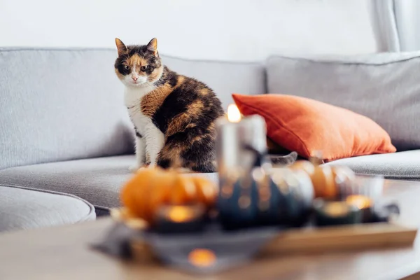 Sitting Cat Couch Blurred Autumn Fall Composition Hygge Home Decor — 스톡 사진