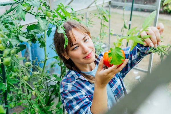 Young Smiling Woman Picking Ripe Red Big Beef Tomato Green — Stok Foto