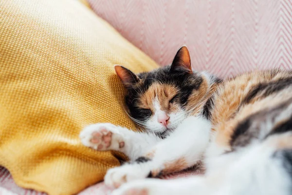 Close Portrait Pleased Well Fed Lazy Multicolor Cat Sleeping Yellow — Stock Photo, Image