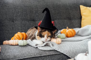 Multicolored cat in witch hat and decorative pumpkins. Relaxed cat in hat lying on the gray plaid with halloween pumpkins decor on the sofa. Autumn, fall holidays. Halloween animals. Selective focus.