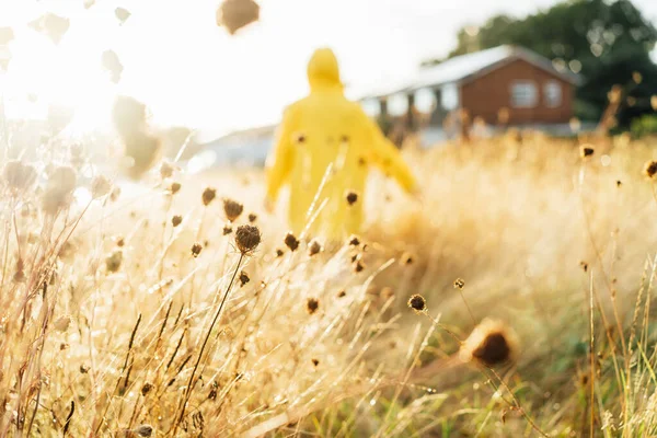 Dry grass with dew on meadow after rain in sunset sunlight with back view walking woman in yellow raincoat on the background. Nature in autumn. Soft selective focus, copy space