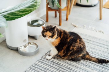 Well-fed multicolor cat waiting for food near smart feeder gadget with water fountain and dry food dispenser in cozy home interior. Home life with pet. Healthy pet food diet concept. Selective focus.