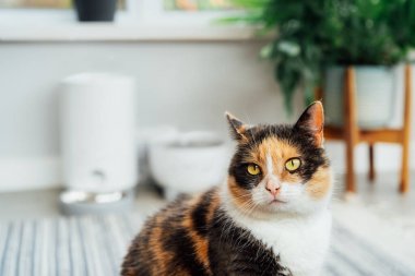 Well-fed multicolor cat waiting for food near smart feeder gadget with water fountain and dry food dispenser in cozy home interior. Home life with pet. Healthy pet food diet concept. Selective focus.