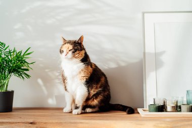 Modern minimalist tarzda iç mekan, beyaz poster modeli, tropik yeşil ev bitkilerinin güneş ışığı altında olduğu ahşap bir konsolda mumlar ve gri bir duvarda gölgeler. Seçici odak.