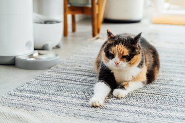 Memnuniyet verici, iyi beslenmiş, çok renkli kedi. Su çeşmesi ve sıcak ev içinde kuru yiyecek dağıtıcısı olan akıllı besleyici aletin yanında yatıyor. Evcil hayvanla ev hayatı. Sağlıklı evcil hayvan beslenme konsepti. Seçici odak.