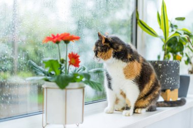 Çok renkli bir kedi, saksı bitkileriyle pencere pervazında oturuyor ve yağmur yağarken pencereden dışarı bakıyor. Evde yağmurlu bir gün, damlalı ıslak bardaklar. Mevsimsel romantik ruh hali. Seçici odak.