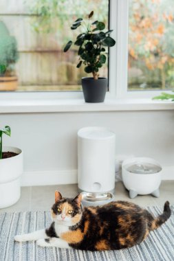 Well-fed multicolor cat waiting for food near smart feeder gadget with water fountain and dry food dispenser in cozy home interior. Home life with pet. Healthy pet food diet concept. Selective focus.