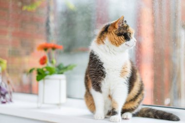 Çok renkli bir kedi, saksı bitkileriyle pencere pervazında oturuyor ve yağmur yağarken pencereden dışarı bakıyor. Evde yağmurlu bir gün, damlalı ıslak bardaklar. Mevsimsel romantik ruh hali. Seçici odak.