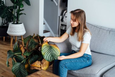 Calathea bitkisinin kurumuş ölü yapraklarını inceleyen üzgün, genç bir kadın. Ev bitkileri hastalıkları. Hastalıklar, tanımlama ve tedavi bozuklukları, ev bitkilerinin güneş yanıkları. Hasarlı Yapraklar.