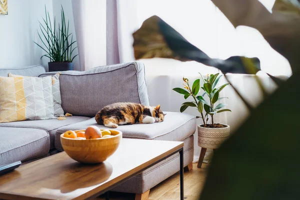 Multicolor Cat Pet Sleeping Gray Couch Modern Scandinavian Interior Living — Stock Photo, Image