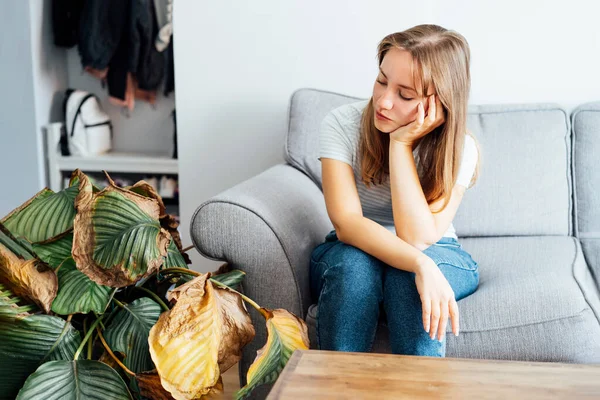 Young sad woman upset with dried dead foliage of her home plant Calathea. Houseplants diseases. Diseases Disorders Identification and Treatment, Houseplants sun burn. Damaged Leaves