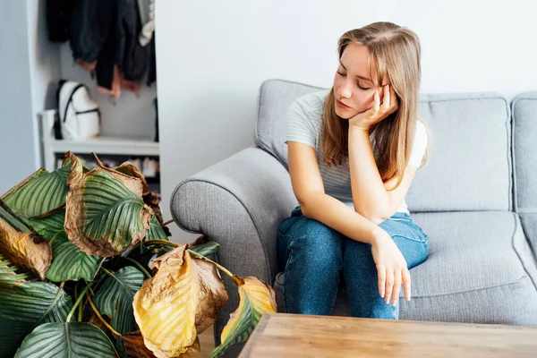 Genç üzgün kadın, kendi bitkisi Calathea 'nın kurumuş yaprakları yüzünden üzgün. Ev bitkileri hastalıkları. Hastalıklar, tanımlama ve tedavi bozuklukları, ev bitkilerinin güneş yanıkları. Hasarlı Yapraklar