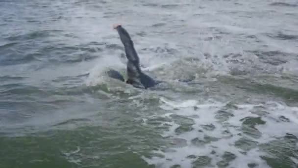 Hardy triathlete in a wetsuit swims in open water, an athlete trains before a triathlon competition, 4k super slow motion. — Stock Video