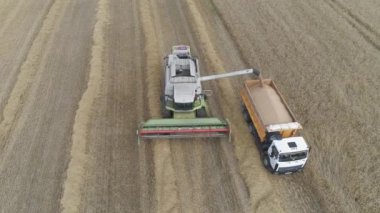BELARUS, MINSK - 2 Haziran 2019: Tarladaki hasat makinesini birleştirin, kamyonun gövdesine tahıl dökün, yükseklikten bakın.