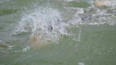 Profesyonel yüzücü, dalgıç kıyafetli triatloncu açık denizde yüzer, triatlon yarışmasından önce antrenman yapan bir sporcu, 4 km yavaş çekim.