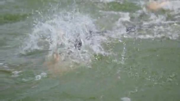 Nadador profesional, triatleta en traje de neopreno nada en aguas abiertas, un atleta entrena antes de una competición de triatlón, 4k cámara lenta. — Vídeo de stock