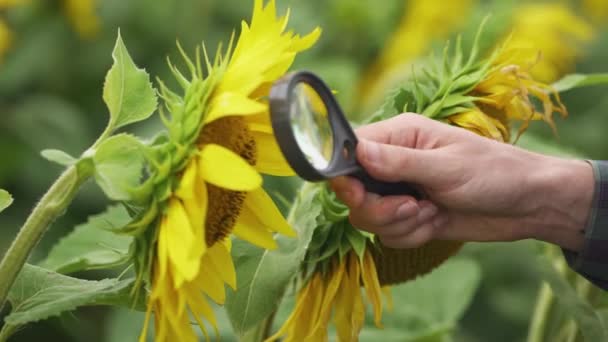 De mano, un hombre agricultor se encuentra en el campo de los girasoles y y mira las flores y semillas de girasol a través de una lupa, ecologista analiza el crecimiento de los girasoles. — Vídeos de Stock