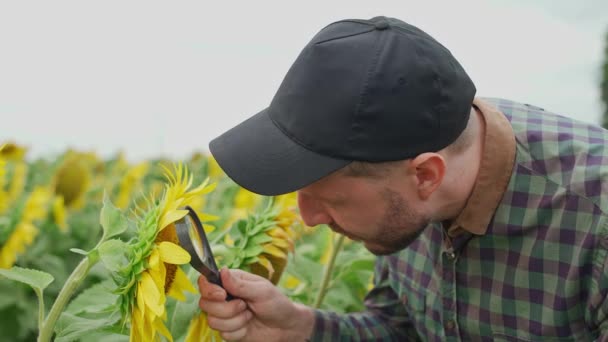 Agricoltore si trova nel campo dei girasoli e guarda i fiori di girasole e semi attraverso una lente di ingrandimento, ecologo analizza la crescita dei girasoli. — Video Stock