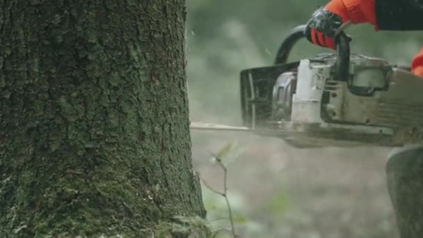 Θολή άποψη, γυναίκα ξυλοκόπος στο δάσος, νεαρή εξειδικευμένη γυναίκα σε προστατευτικό εξοπλισμό κόβει ένα δέντρο με αλυσοπρίονο, εργάζεται στην αποψίλωση των δασών. — Αρχείο Βίντεο