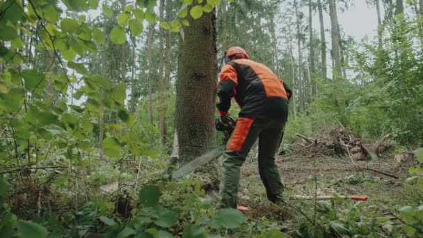 Vrouwelijke houthakker in het bos, jonge gespecialiseerde vrouw in beschermende kleding snijdt een boom met een kettingzaag, werkt aan ontbossing, het kappen van bomen. — Stockvideo