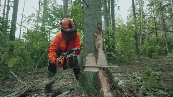 Mujer maderera en el bosque, joven especialista en equipo de protección corta un árbol con una motosierra, trabaja en la deforestación. — Vídeo de stock