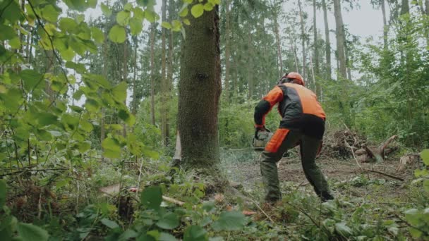 Vrouwelijke houthakker in het bos, jonge vrouw in beschermende kleding snijdt een boom met een kettingzaag, werkt aan ontbossing. — Stockvideo