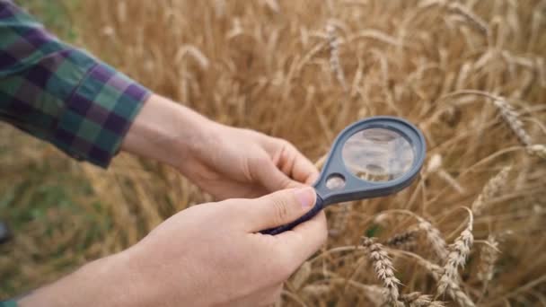 An farmer man stands in the field of rye, and looks at the ears of rye and seeds through a magnifying glass, ecologist analyzes the growth of plant. — Stock Video