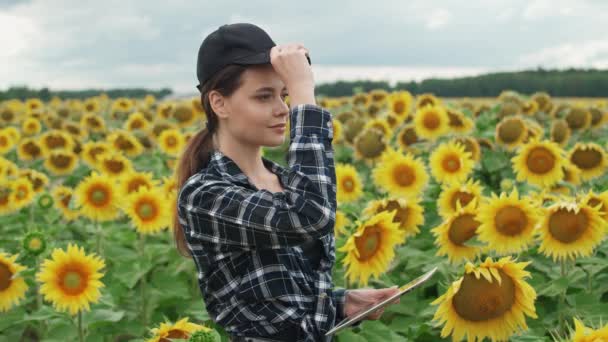 An female farmer stands in field of sunflowers and puts on a cap, investigating plants, ecologist woman holds a tablet in his hands, 4k slow motion. — Stock Video