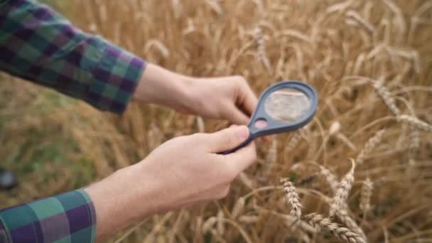Hombre agricultor se encuentra en el campo de centeno, y mira las orejas de centeno y semillas a través de una lupa, ecologista analiza el crecimiento de la planta. — Vídeos de Stock