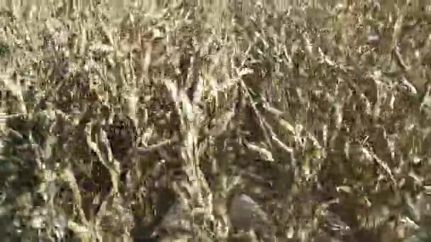 Agricoltura, mietitrice rimuove mais, vista del campo, il processo di raccolta, vista in prima persona dalla cabina mietitrebbie. — Video Stock