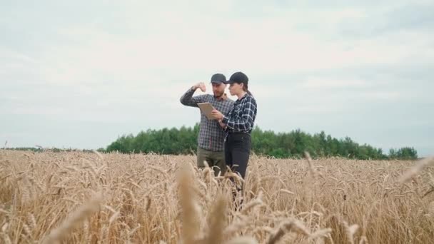 La mujer y el hombre agricultores se encuentra en el campo del centeno, y mira las orejas de centeno y semillas, los ambientalistas investigan el crecimiento de las cosechas, 4k cámara lenta. — Vídeos de Stock