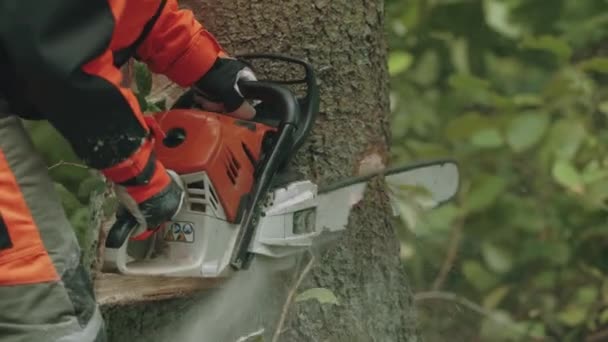 Une bûcheronne en équipement de protection coupe un arbre avec une tronçonneuse, travaille sur la déforestation. — Video