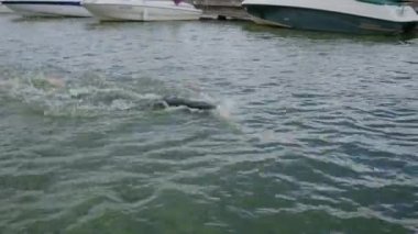 Dalgıç kıyafetli profesyonel yüzücü açık denizde yüzer, sporcu triatlon yarışmasından önce antrenman yapar..