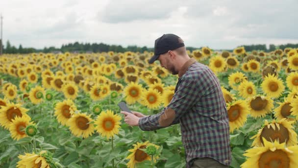 Platteland, man boer staat in een veld van zonnebloemen en neemt foto 's van gele bloemen op een smartphone, het onderzoeken van planten. — Stockvideo