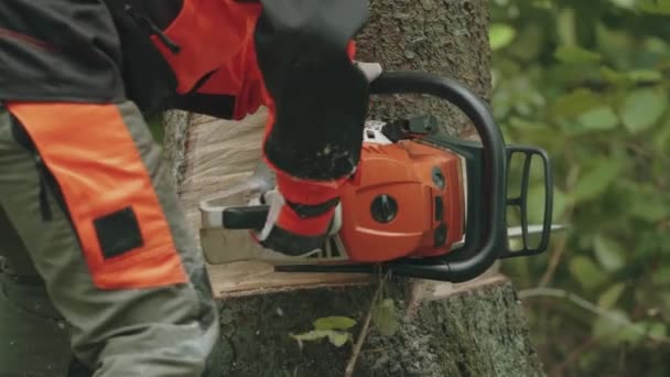 Женщина-лесоруб в защитном снаряжении режет дерево бензопилой, работает над обезлесением. — стоковое видео