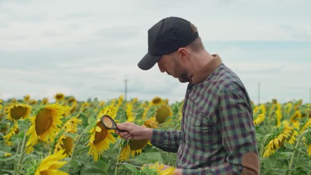 Um homem agricultor fica no campo dos girassóis e e olha para as flores de girassol e sementes através de uma lupa, ecologista analisa o crescimento de girassóis e usa tablet tela. — Vídeo de Stock