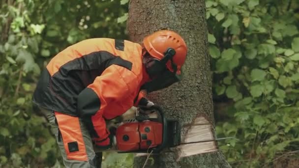 Женщина-лесоруб в лесу, молодая женщина-специалист в защитном снаряжении режет дерево бензопилой, работает над обезлесением. — стоковое видео