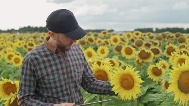 Çiftçi adam ayçiçeği tarlasında duruyor ve ekran tableti üzerinde çalışıyor. Hasadı kontrol ediyor. Çevreci adam ayçiçeklerinin büyümesini inceliyor.. — Stok video