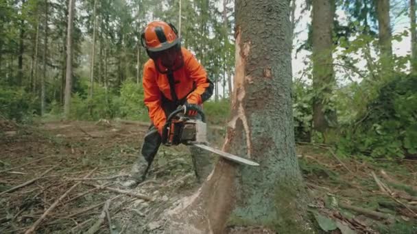 Jovem madeireira na floresta, jovem especialista em artes protetoras corta uma árvore com uma motosserra, trabalha no desmatamento. — Vídeo de Stock