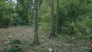 Kadın oduncu ormanda bir çam ağacının yanında duruyor, elinde baltayla koruyucu giysi taşıyan genç bir kadın, ormanların tahrip edilmesi üzerine çalışıyor, 4k yavaş çekim..