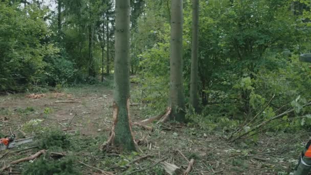Γυναίκα ξυλοκόπος περπατά στο δάσος σταματά κοντά σε ένα πεύκο, μια νεαρή ειδική γυναίκα σε προστατευτικό εξοπλισμό κρατώντας ένα τσεκούρι στα χέρια του, εργάζεται για την αποψίλωση των δασών, 4k αργή κίνηση. — Αρχείο Βίντεο