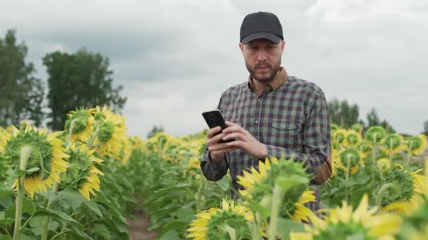在乡间 农民站在一片向日葵地里 用智能手机拍摄黄色花朵的照片 调查植物 — 图库视频影像
