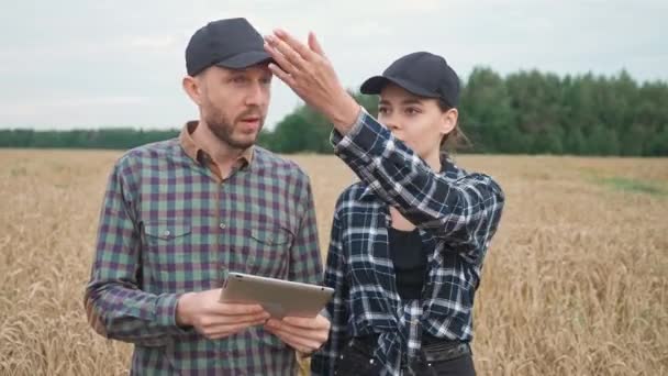 农民走在黑麦田上 环保主义者调查庄稼生长情况 4K慢动作 — 图库视频影像